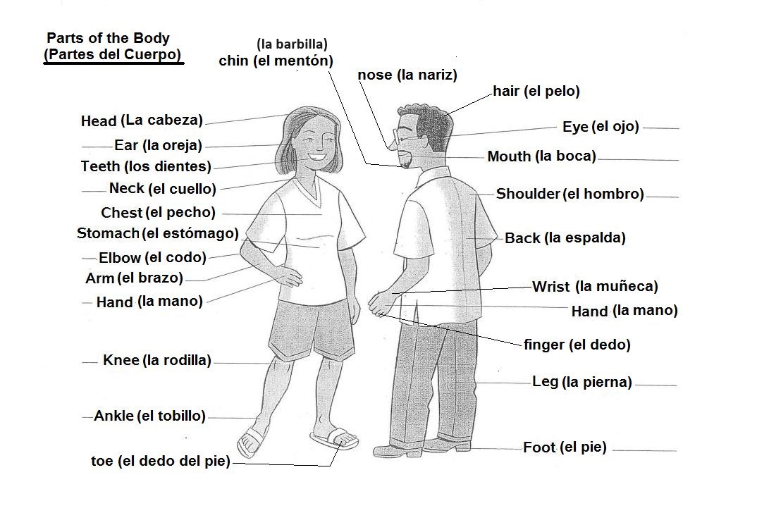 Spanish Labeled Body Parts vrogue.co